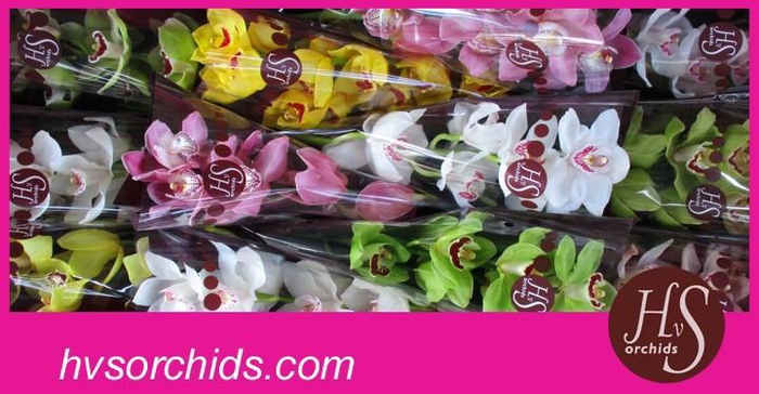 <h4>CYMB T GEMENGD 50 CM</h4>