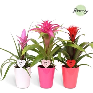Bromelia variés