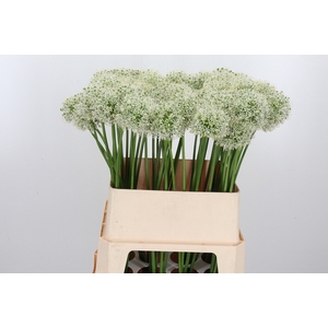 Allium Mount Everest Extra
