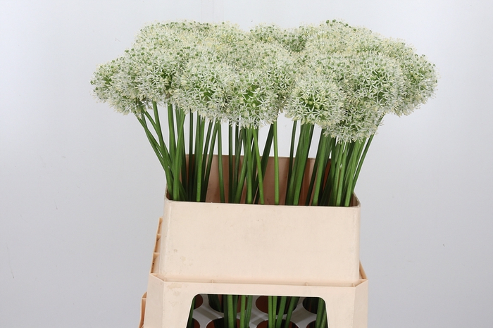 <h4>Allium Mount Everest Extra</h4>