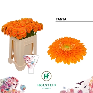 Germini Pomponi Fanta Water/Hoes x80