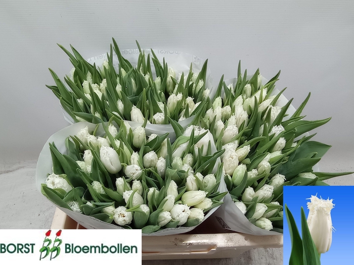 <h4>TU FR CAMBRIDGE</h4>