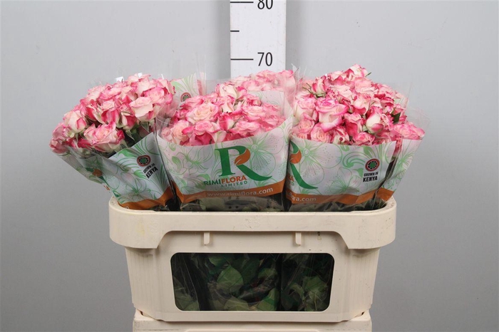 <h4>R Tr Reflex</h4>