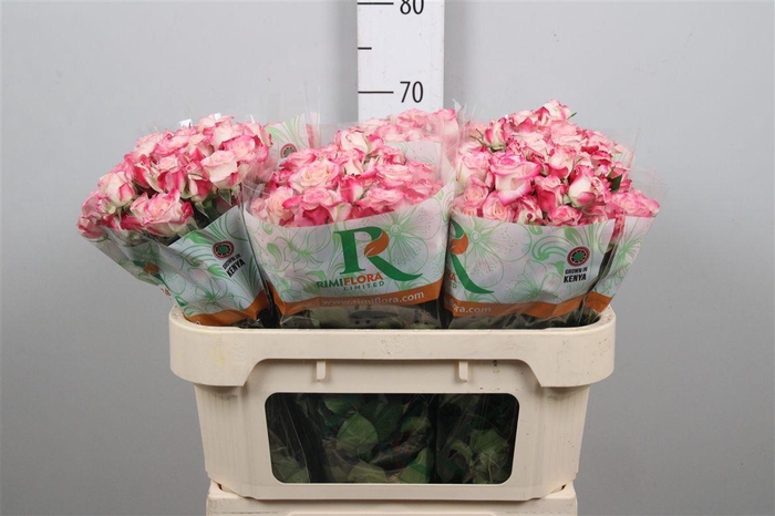 <h4>R Tr Reflex</h4>