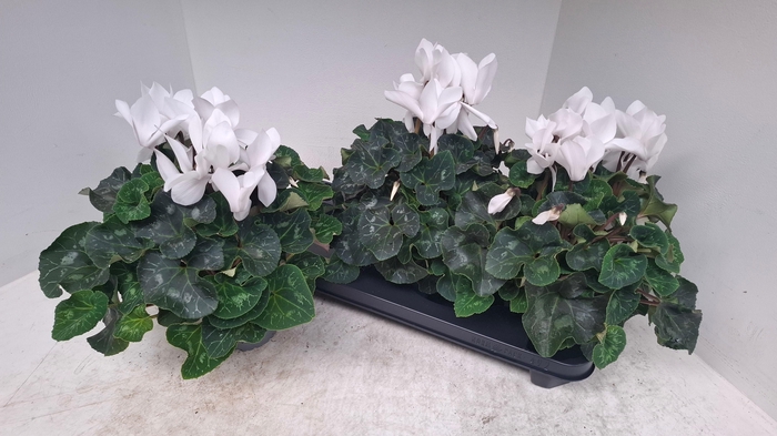 <h4>!! PROMO !! CYCL SUPER XL WHITE P13</h4>