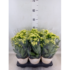 Kalanchoe  'Sunny White'