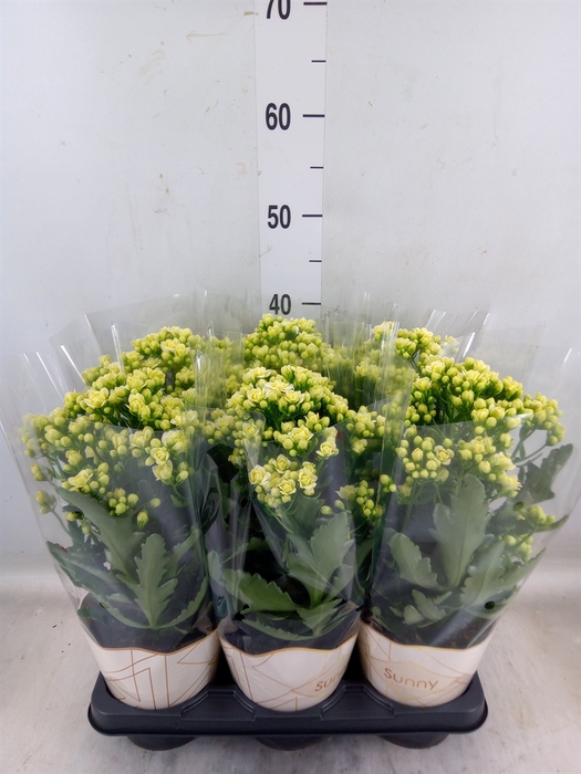 <h4>Kalanchoe  'Sunny White'</h4>