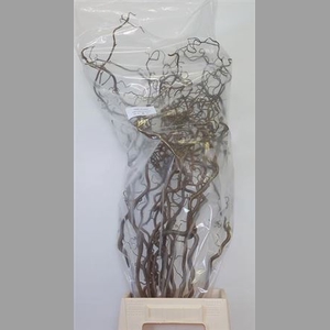Corylus Av Contorta 80cm