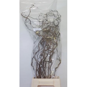Corylus Av Contorta 80cm