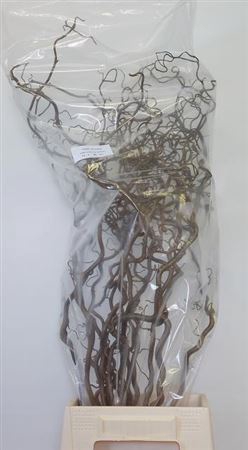 <h4>Corylus Av Contorta 80cm</h4>