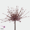 Allium schubertii