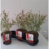 Salix In Flamingo