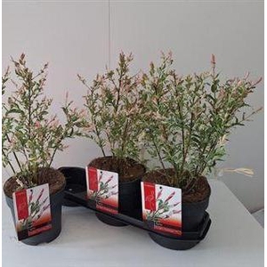 Salix In Flamingo