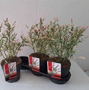 <h4>Salix In Flamingo</h4>