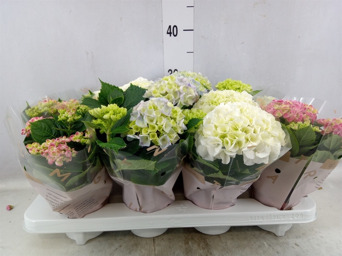 <h4>Hydrangea mac.   ...mix</h4>