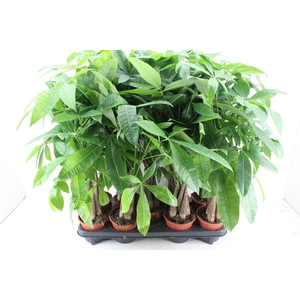 arr3 CP - Pachira Aquatica 408/8