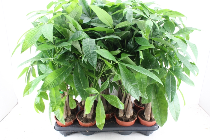 <h4>arr3 CP - Pachira Aquatica 408/8</h4>