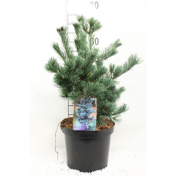 <h4>Pinus parv. 'Negishii' P26 potgedrukt</h4>