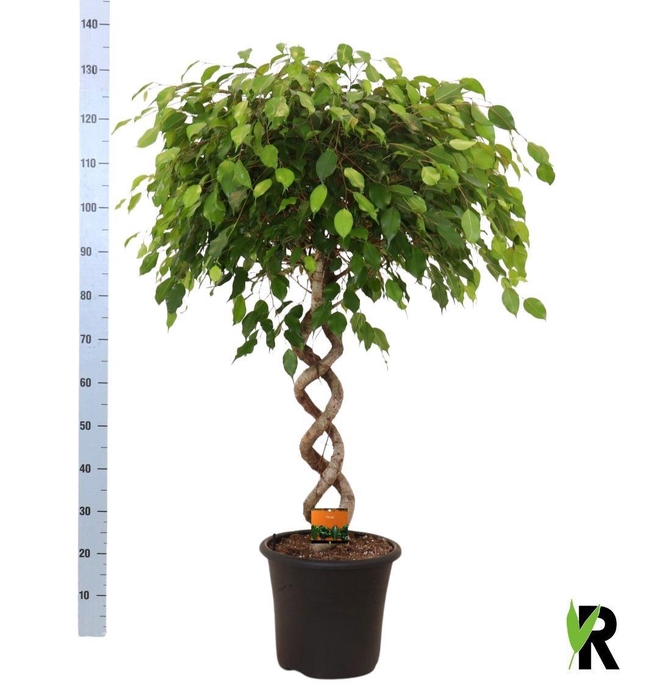 <h4>FIC BE EXOTICA</h4>