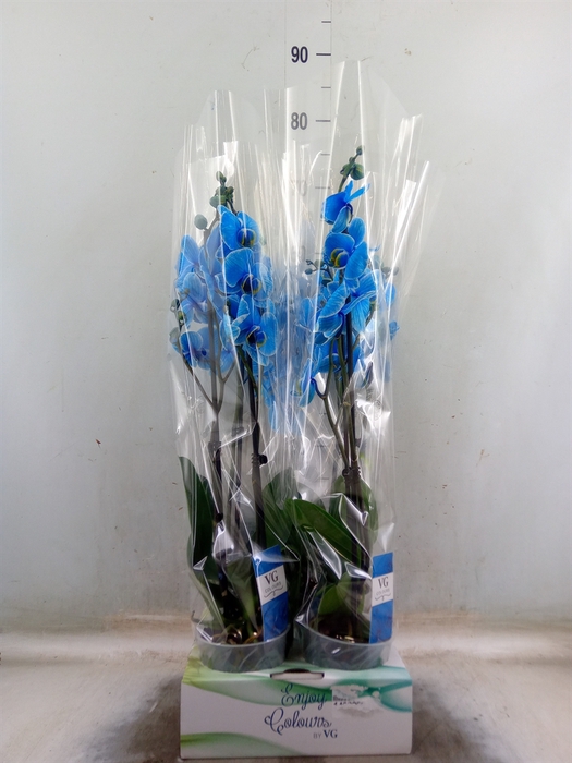 <h4>Phalaenopsis   ...</h4>