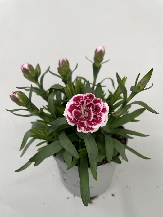 <h4>Dianthus OS Purple Star p9</h4>