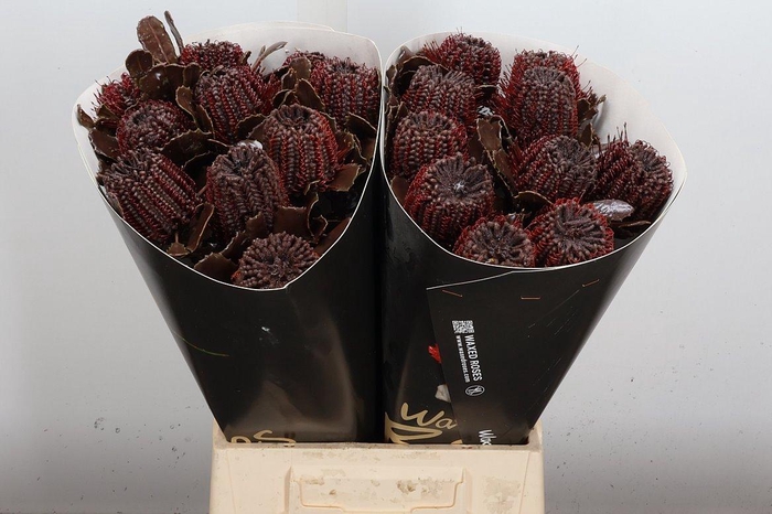 <h4>Banksia Speciosa</h4>