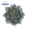 Echeveria Purpurea Cutflower Wincx-8cm