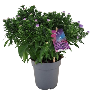 Aster dumosus Alpha Dark Purple P12