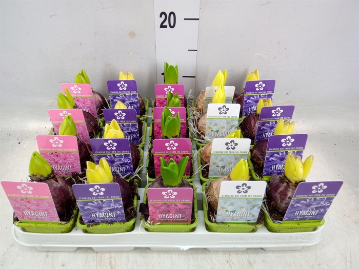 <h4>Hyacinthus orie. 'Pearl'  ...mix  5</h4>