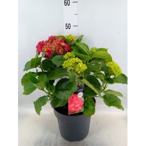 Hydrangea mac. 'Hi Fire'