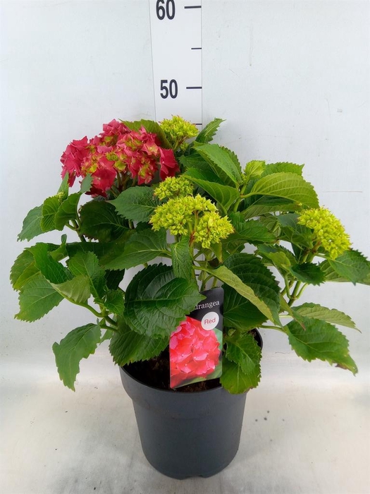 <h4>Hydrangea mac. 'Hi Fire'</h4>