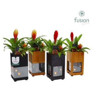 Houten LED planter met vlam met Bromelia