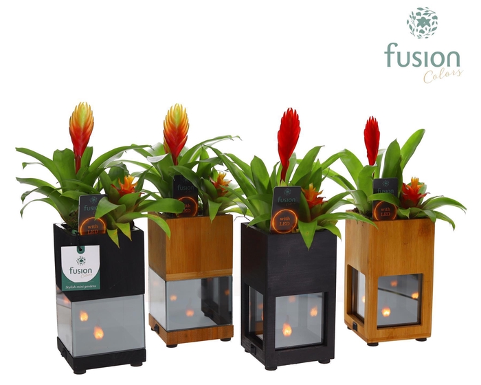 <h4>Houten LED planter met vlam met Bromelia</h4>