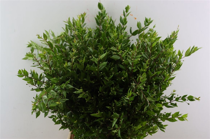 <h4>Myrthe Blooming Sup. P Bunch</h4>