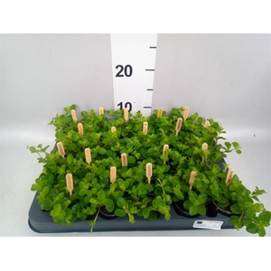 Peperomia rotundifolia