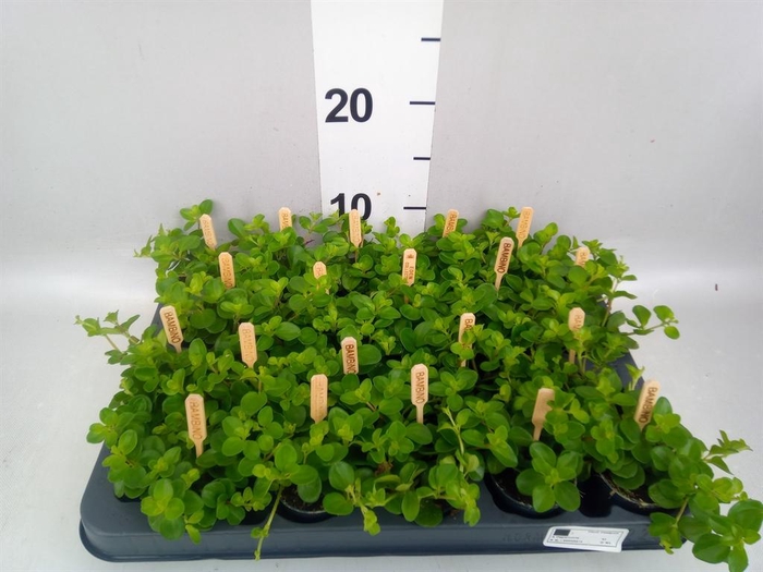 <h4>Peperomia rotundifolia</h4>