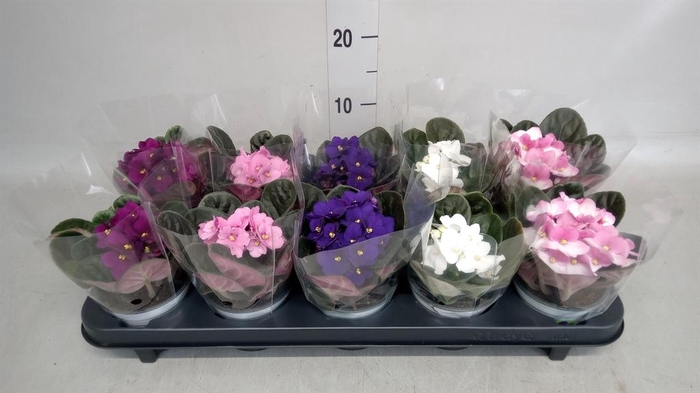 <h4>Saintpaulia   ...</h4>