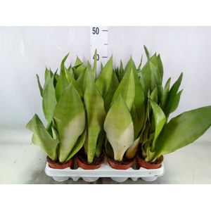 Sansevieria trifa. 'Moonshine'