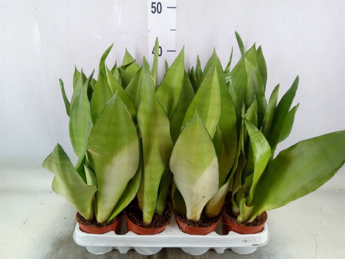 <h4>Sansevieria trifa. 'Moonshine'</h4>