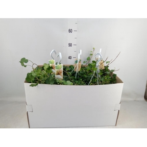 Hedera helix 'Wonder'