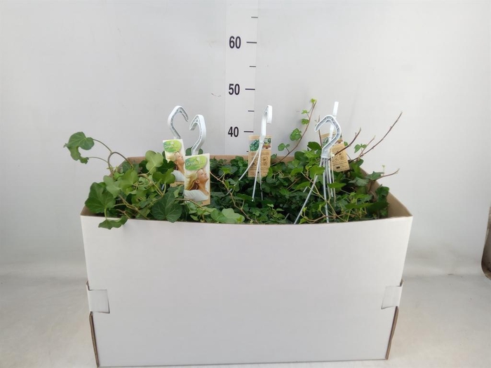 <h4>Hedera helix 'Wonder'</h4>