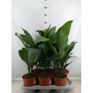Aspidistra elat.