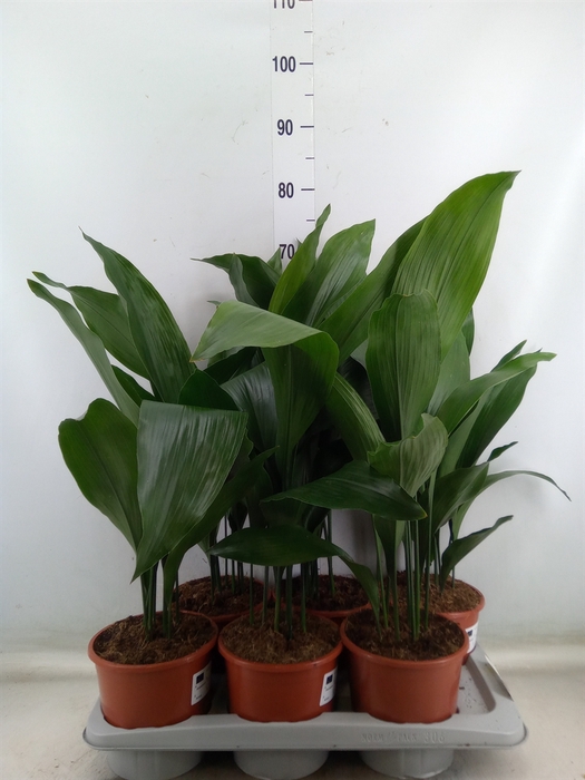 <h4>Aspidistra elat.</h4>