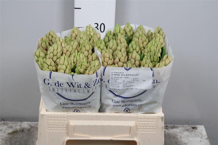 <h4>Hyac Pink Elephant</h4>