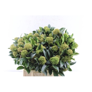 Skim J Whit Globe Bs