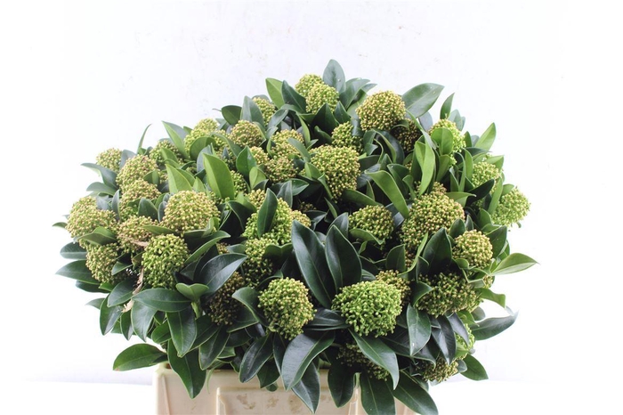 <h4>Skim J Whit Globe Bs</h4>