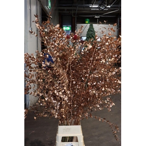 Euca Cinerea Klbh Copper 200cm