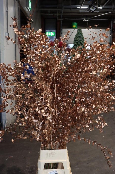 <h4>Euca Cinerea Klbh Copper 200cm</h4>