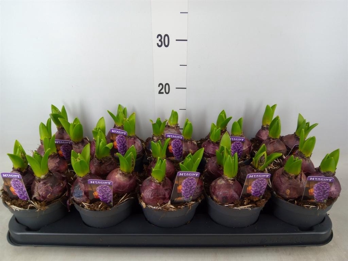 <h4>Hyacinthus orie. 'Pearl Blue'</h4>