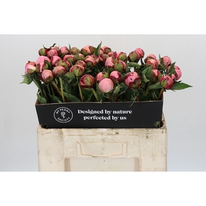 Paeonia Nick Shaylor